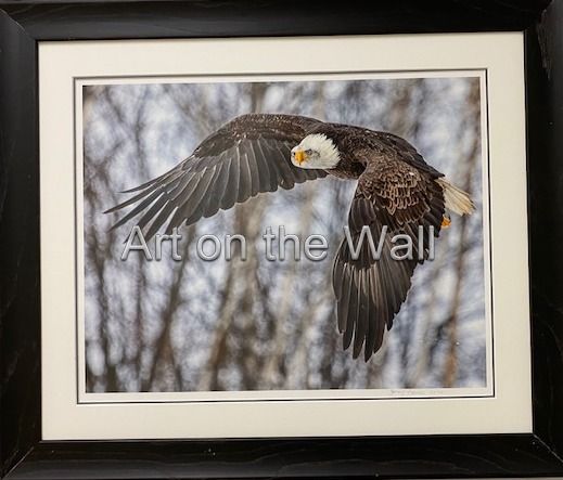 w   Eagle 1   Gerry Farrell  Fine Art Photography   375.00